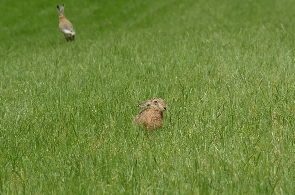 Two wild hare on the meadow — Stock Photo, Image