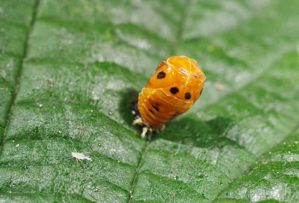 Biedronka larwy na zielony liść — Zdjęcie stockowe