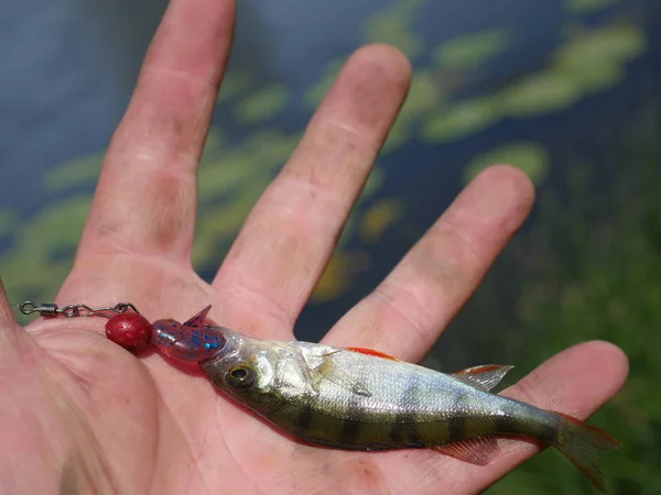 Barsch zur Hand — Stockfoto