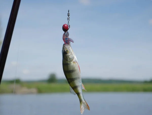 Perch on fishing-rod — Stock Photo, Image