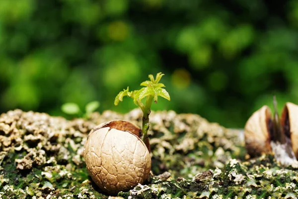 Germinated walnut with leaf — Stock Photo, Image