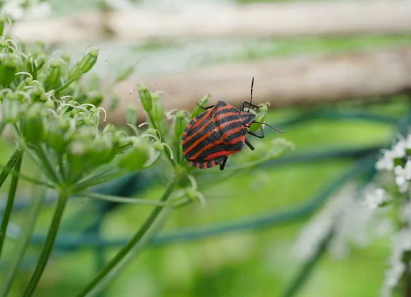 Graphosoma lineatum bug con mosca — Foto Stock