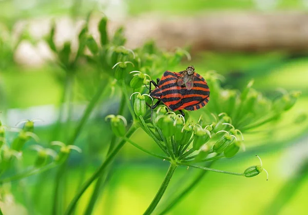 Graphosoma lineatum bug with fly — Stock Photo, Image
