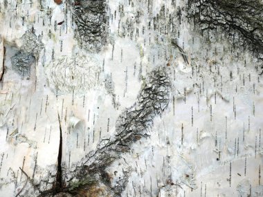 Huş kabuğu arka plan