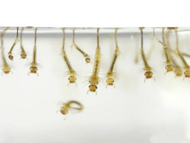 Sivrisinek'ın larva
