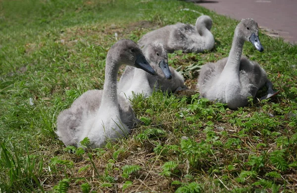 Jonge zwanen op gras — Stockfoto