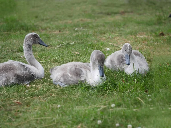 Genç swans çimlerin üzerine
