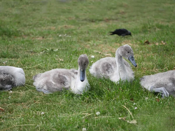 Mladé labutě na trávě — Stock fotografie