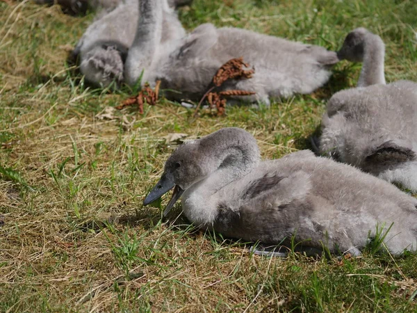 Jonge zwanen op gras — Stockfoto