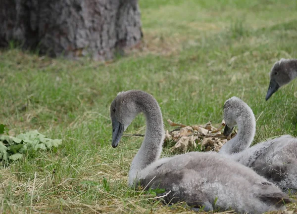 Jonge zwanen op gras — Stockfoto