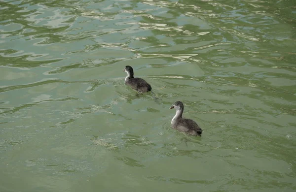 Due giovani uccelli folaga sull'acqua — Foto Stock