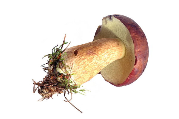 edible  mushroom isolated 