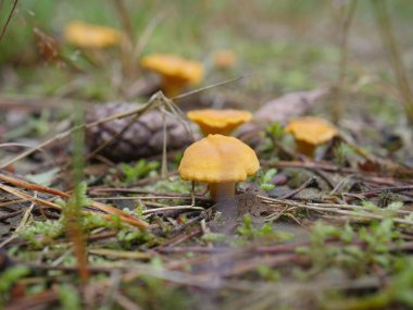 yenilebilir mantar Cantharellus cibarius 