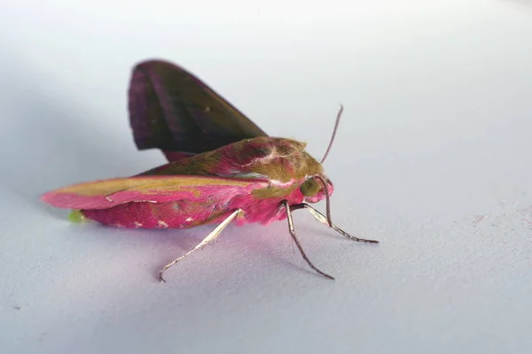 Night pink butterfly — Stock Photo, Image