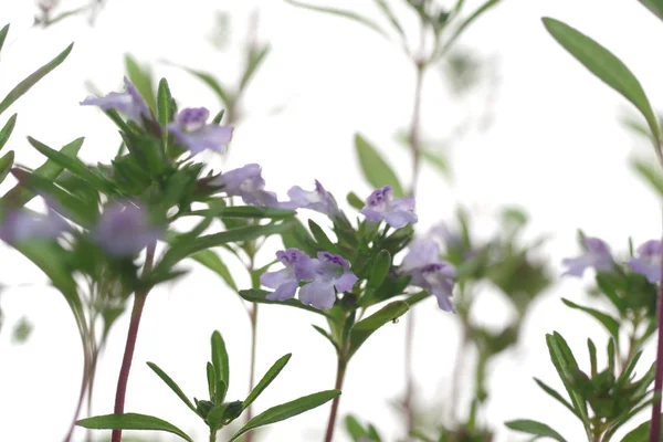 Thyme plant with flowers on white background — Stock Photo, Image