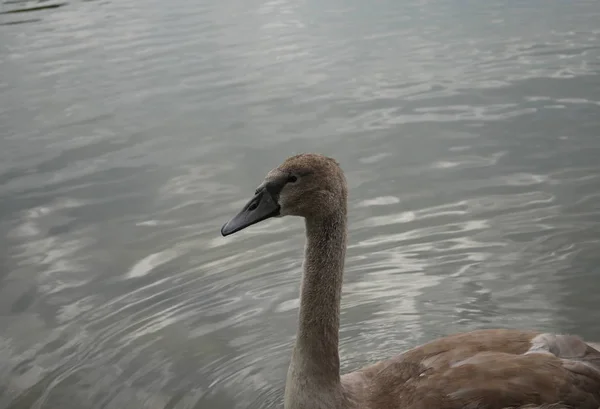 Jonge zwaan-cygnus olor — Stockfoto