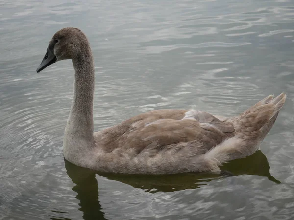 Junger Schwan cygnus olor — Stockfoto