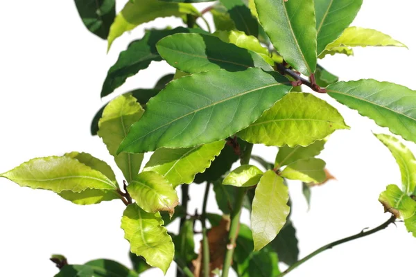 Laurel roślin na białym tle — Zdjęcie stockowe