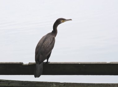 su arka plan üzerinde karabatak  
