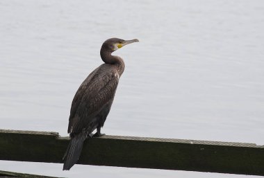 su arka plan üzerinde karabatak  