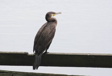su arka plan üzerinde karabatak  