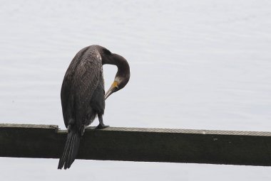 su arka plan üzerinde karabatak  