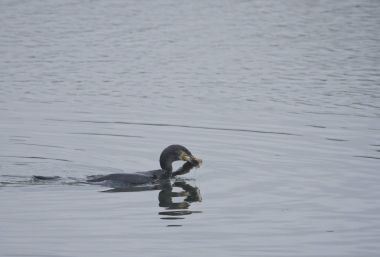 Balık ile karabatak 
