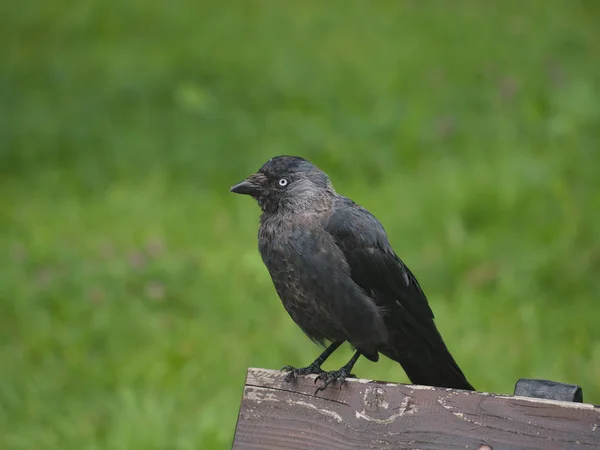 Jack na praça da cidade — Fotografia de Stock