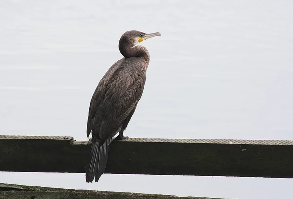 Cormorant on water background — Stock Photo, Image