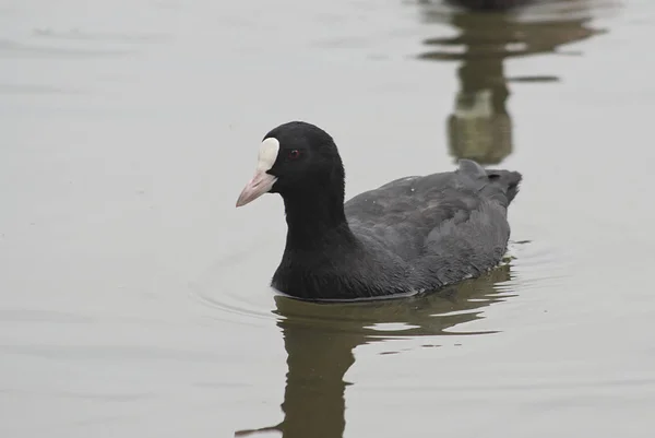 Uccello fulica atra — Foto Stock