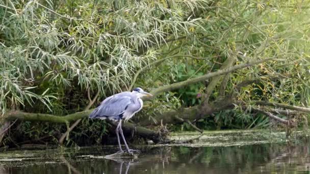 Птичья цапля (Ardea herodias ) — стоковое видео