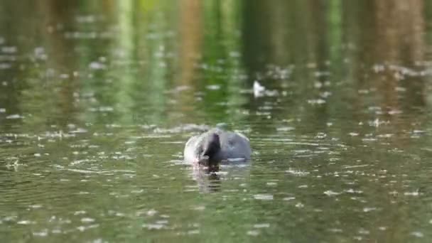 Bird coot on water — Stock Video