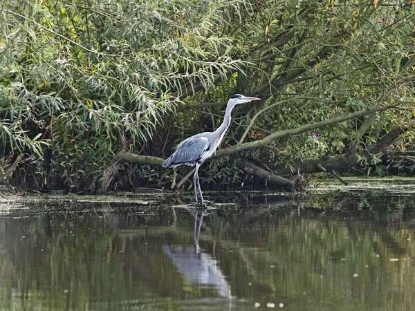 Héron des oiseaux (Ardea herodias) ) — Photo