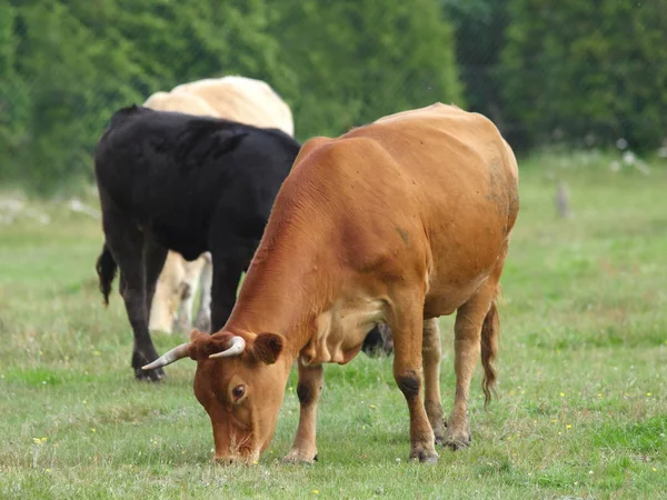 Vacas em pastagens — Fotografia de Stock