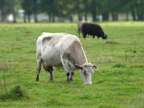 Vacas em pastagens — Fotografia de Stock