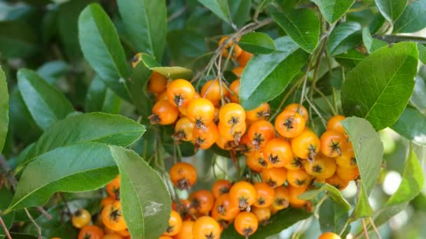 Ripe Fruits Rowan Tree — Stock Video