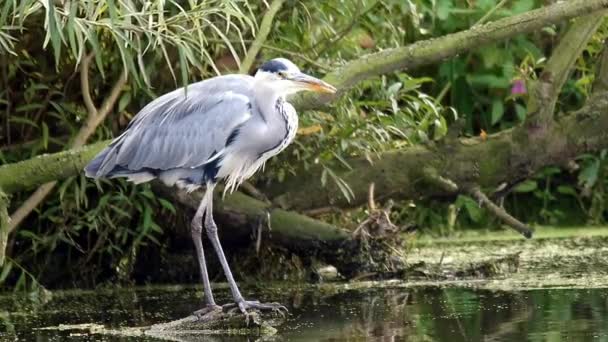 Airone Uccello Ardea Herodias — Video Stock