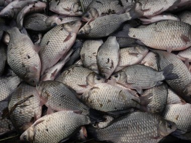 Gümüş havuz balığı 