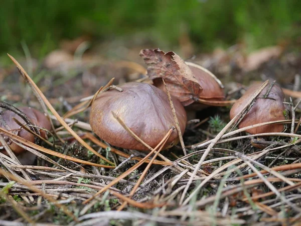 Растущий гриб (suillus luteus   ) — стоковое фото
