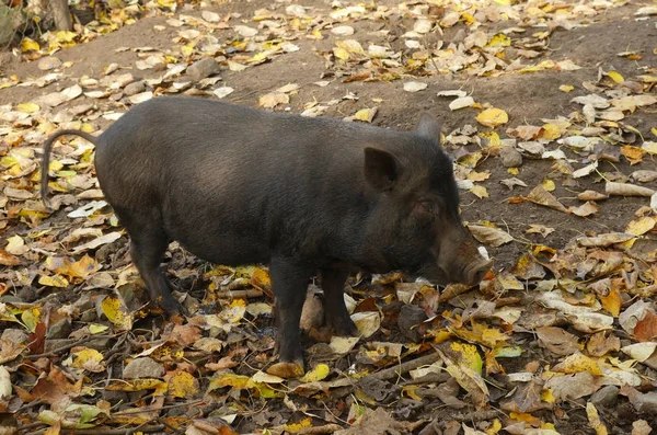 Big vietnam pig Stock Image