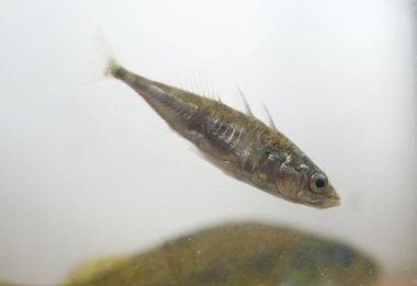 beyaz zemin üzerine stickleback