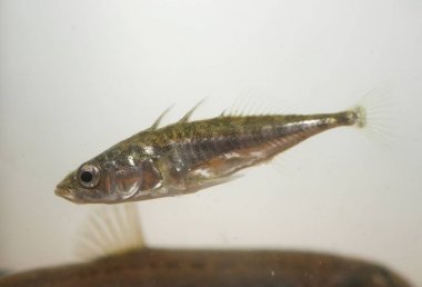 beyaz zemin üzerine stickleback