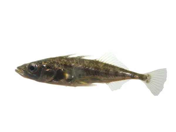 Beyaz zemin üzerine stickleback — Stok fotoğraf