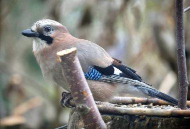 Kuş Jay (garrulus glandarius)