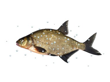 büyük taze balık çipura