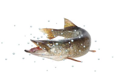 Pike