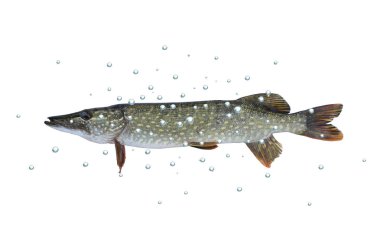Pike