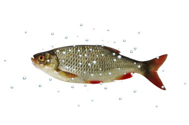 Balık rudd izole
