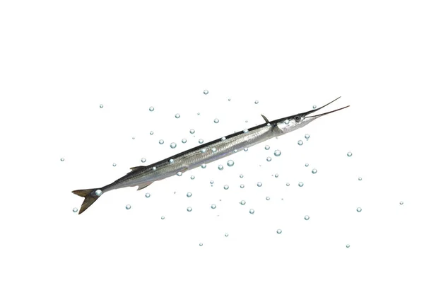 긴 garfish — 스톡 사진