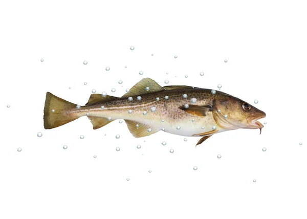 Codfish — Stock Photo, Image